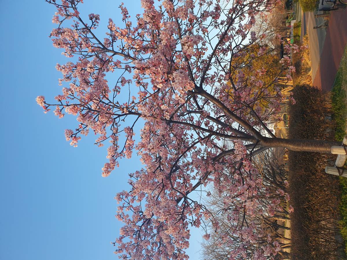 桜🌸🌸